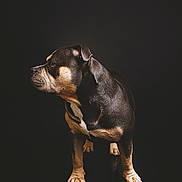 Vasko participe au concours pour gagner de l'argent avec cette photo : alert, animal, black_background, brown_markings, canine, dog, ears, focused, isolated, muzzle, paw, pet, portrait, reflection, shiny_coat, short_hair, side_view, standing, studio, studio_lighting