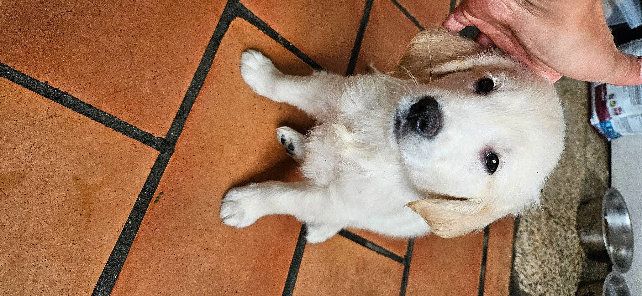 Baloo participe au concours pour gagner de l'argent avec cette photo : carnivore, collar, companion_dog, dog, dog_breed, ear, flooring, fur, hardwood, non_sporting_group, paw, sporting_group, whiskers, wood, working_animal