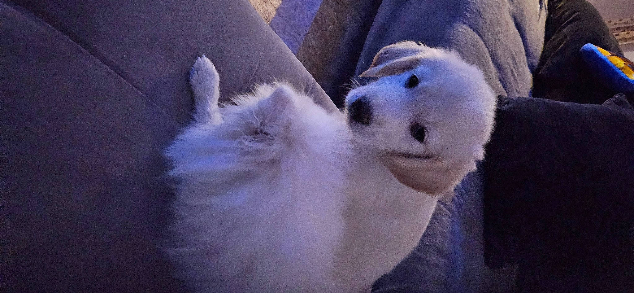 Baloo participe au concours pour gagner de l'argent avec cette photo : american_eskimo_dog, canidae, carnivore, companion_dog, dog, dog_breed, fur, german_spitz, indian_spitz, japanese_spitz, kuvasz, non_sporting_group, paw, samoyed, snout, spitz, sporting_group, volpino_italiano, whiskers, working_animal