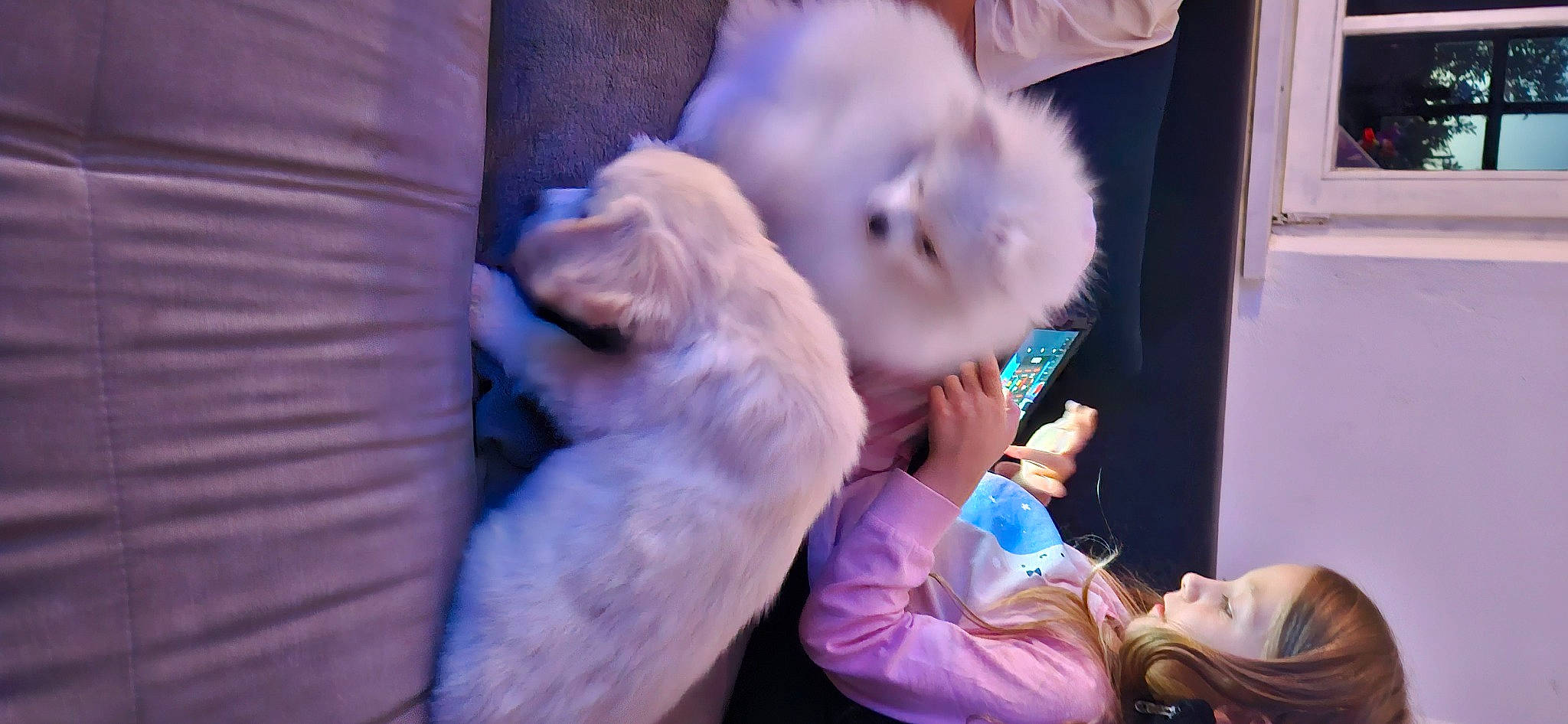 Baloo a rejoint le concours — aidez-le/la à gagner de superbes lots ! canidae, carnivore, companion_dog, dog, dog_breed, electric_blue, event, fur, non_sporting_group, purple, smoke, sporting_group, toy_dog