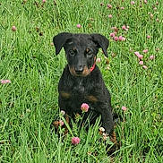 Anouchka a rejoint le concours — aidez-le/la à gagner de superbes lots ! puppy, dog, grass, flower, field, nature, outdoor, animal, young, black, tan, sitting, clover, greenery, pet, cute, fur, ears, collar, portrait