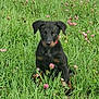 puppy, dog, grass, flower, field, nature, outdoor, animal, young, black, tan, sitting, clover, greenery, pet, cute, fur, ears, collar, portrait