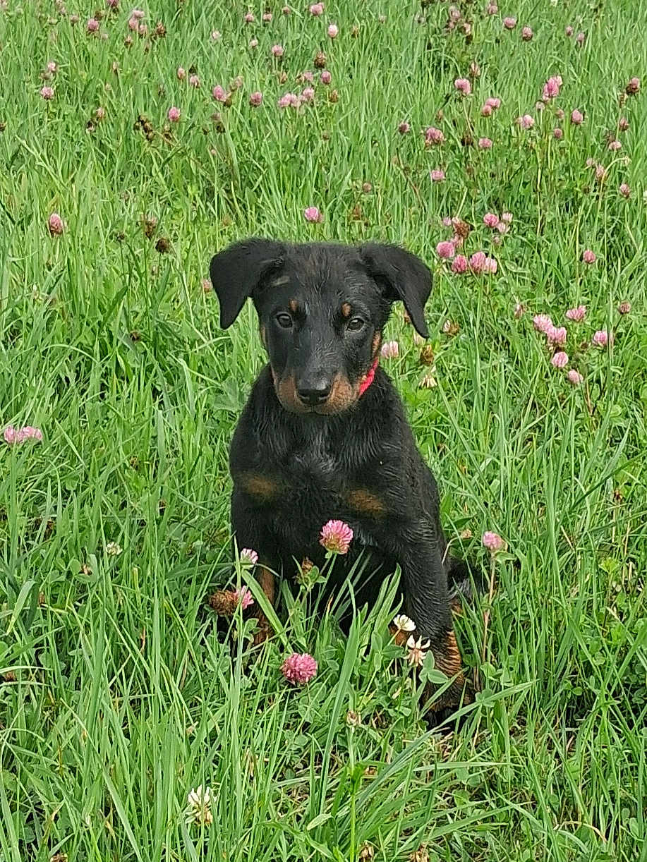 Anouchka a rejoint le concours — aidez-le/la à gagner de superbes lots ! puppy, dog, grass, flower, field, nature, outdoor, animal, young, black, tan, sitting, clover, greenery, pet, cute, fur, ears, collar, portrait