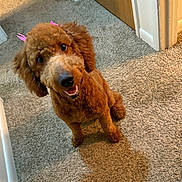 Bear is registered to the contest to win money with this photo: dog, poodle, brown_poodle, pet, indoors, carpet, doorway, sitting, looking_up, smile, fur, eyes, nose, paws, pink_ribbon, groomed, playful, shadow, head_tilt, close_up