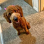 dog, poodle, brown_poodle, pet, indoors, carpet, doorway, sitting, looking_up, smile, fur, eyes, nose, paws, pink_ribbon, groomed, playful, shadow, head_tilt, close_up