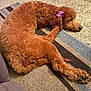 Bear is registered to the contest to win money with this photo: dog, poodle, pet, sleeping, pink_bow, carpet, rug, fur, brown_fur, curled_up, paw, nose, cozy, indoor, domestic_animal, cute, resting, closeup, trimmed_fur, relaxed