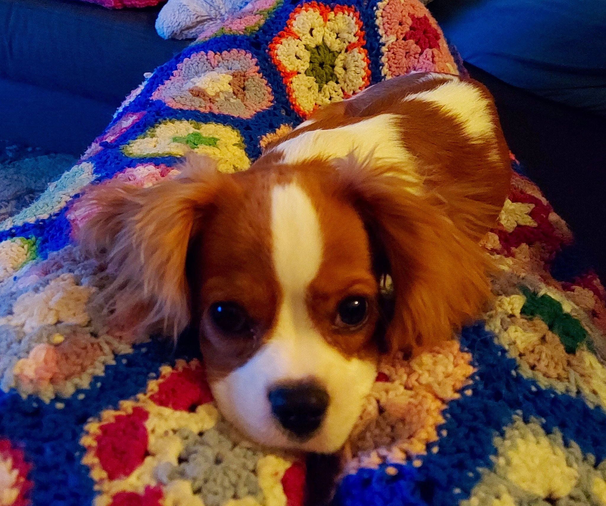 Charlie Spaniels is registered to the contest to win money with this photo: canidae, carnivore, cavalier_king_charles_spaniel, companion_dog, couch, dog, dog_breed, dog_supply, fawn, flooring, fur, puppy, snout, spaniel, sporting_group, terrestrial_animal, toy, toy_dog, whiskers, wood