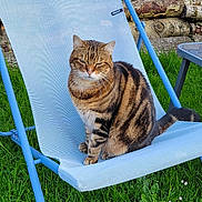 Wood a rejoint le concours — aidez-le/la à gagner de superbes lots ! animal, blue_chair, brick_wall, cat, chair, daylight, feline, garden, grass, logs, nature, outdoor, pet, relaxed, resting, seat, striped, sunlight, tabby_cat, whiskers