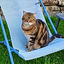 animal, blue_chair, brick_wall, cat, chair, daylight, feline, garden, grass, logs, nature, outdoor, pet, relaxed, resting, seat, striped, sunlight, tabby_cat, whiskers