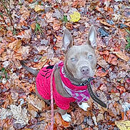 Suka Stecki is registered to the contest to win money with this photo: dog, autumn, leaves, red_shirt, bandana, outdoor, pet, animal, fall, brown_dog, white_paws, canine, nature, leash, ears, looking_up, seasonal, leaf_litter, playful, cute