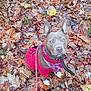 dog, autumn, leaves, red_shirt, bandana, outdoor, pet, animal, fall, brown_dog, white_paws, canine, nature, leash, ears, looking_up, seasonal, leaf_litter, playful, cute