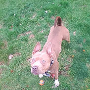 Suka joined the competition — help win amazing prizes! alert, animal, ball, brown, canine, collar, cute, daylight, dog, ears, friendly, fur, grass, ground, looking_up, nature, outdoor, pet, playful, white_paws