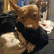 Suka is registered to the contest to win money with this photo: bed, blanket, brown_fur, close_up, cozy, dog, ears, indoor, muzzle, nails, paws, pet, pillow, pitbull, plush_toy, room, shelf, television, tv_screen, wall_art