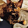 Abby is registered to the contest to win money with this photo: kitten, cat, tortoiseshell, pet, animal, feline, blanket, toy, soft, cozy, indoor, cute, fur, whiskers, paw, resting, eyes, curious, young, domestic