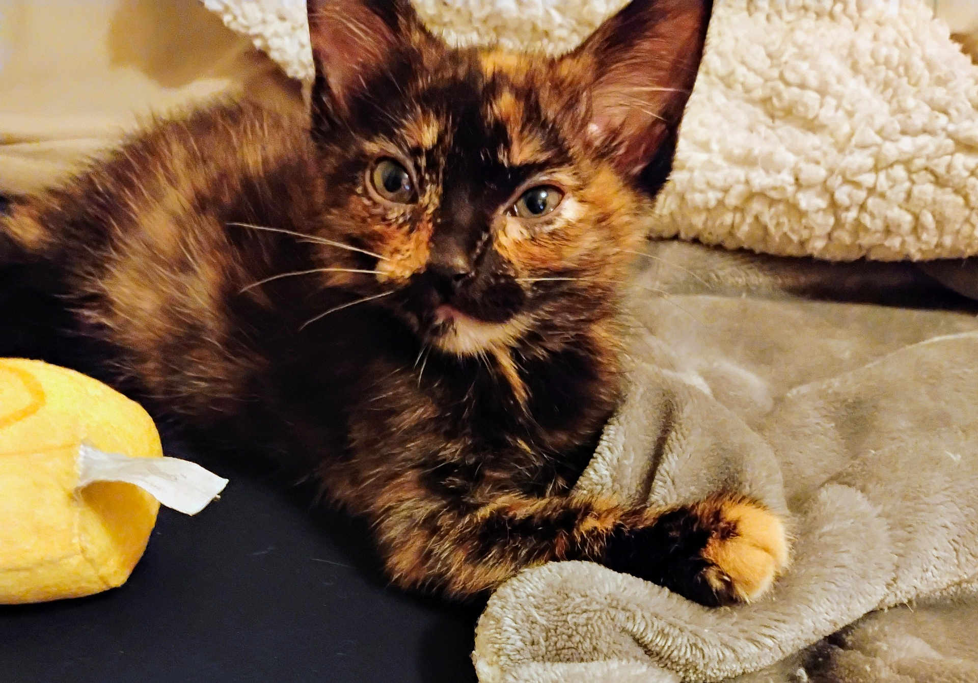 Abby is registered to the contest to win money with this photo: kitten, cat, tortoiseshell, pet, animal, feline, blanket, toy, soft, cozy, indoor, cute, fur, whiskers, paw, resting, eyes, curious, young, domestic