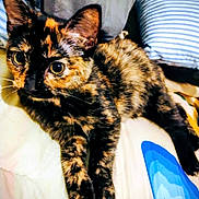 Abby joined the competition — help win amazing prizes! cat, tortoiseshell, pet, animal, feline, bed, pillow, blanket, indoor, cute, resting, fur, whiskers, ears, eyes, cozy, relaxed, domestic, mammal, sleepy