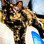 cat, tortoiseshell, pet, animal, feline, bed, pillow, blanket, indoor, cute, resting, fur, whiskers, ears, eyes, cozy, relaxed, domestic, mammal, sleepy