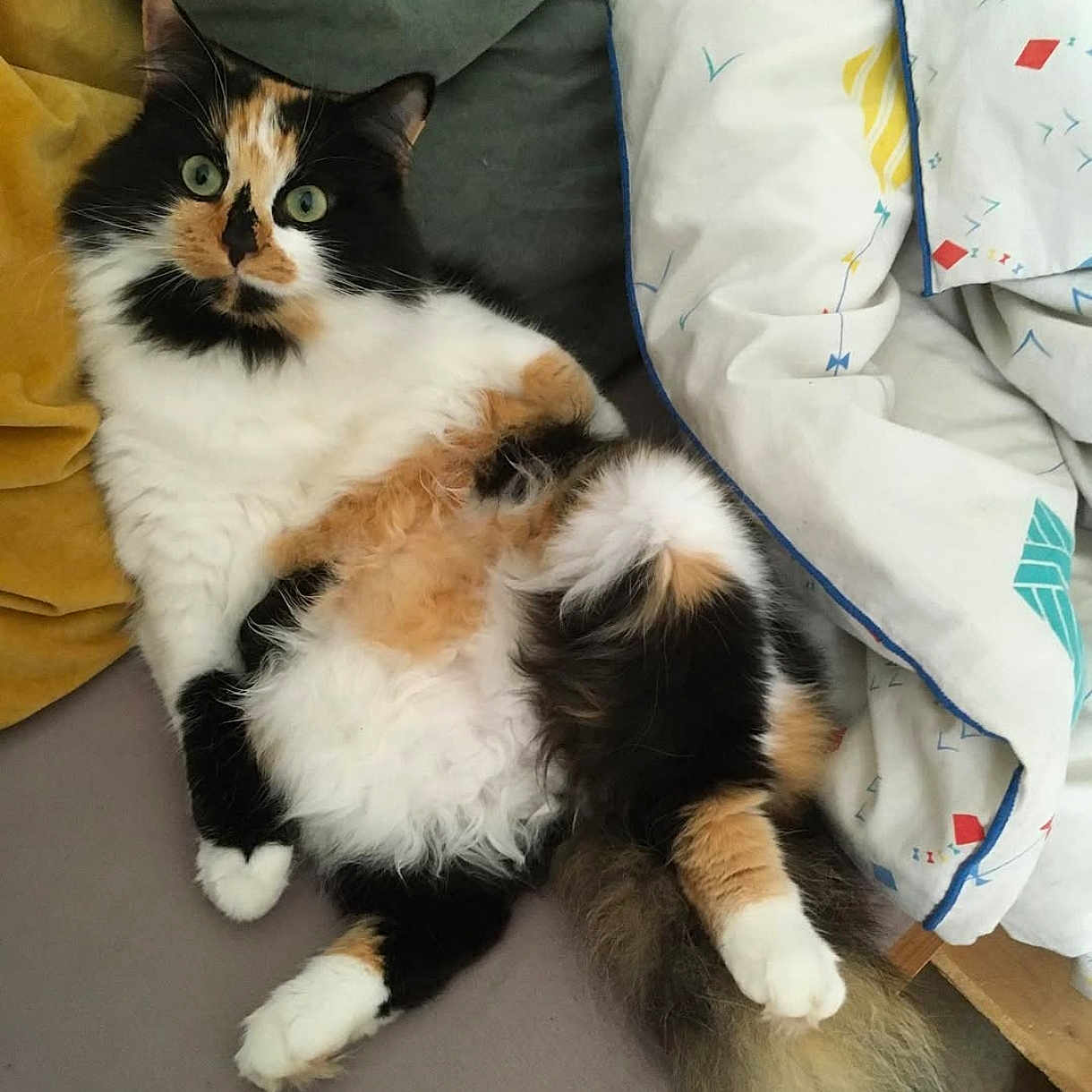 Moon a rejoint le concours — aidez-le/la à gagner de superbes lots ! cat, calico, fluffy, pet, indoor, couch, blanket, duvet, relaxed, green_eyes, fur, tail, whiskers, paw, feline, household, cozy, resting, curious, comfortable