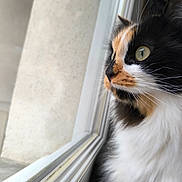 Moon a rejoint le concours — aidez-le/la à gagner de superbes lots ! cat, calico, close_up, window, looking_out, fluffy_fur, whiskers, pet, animal, indoor, side_profile, curious, domestic_cat, feline, soft_light, reflection, quiet, peaceful, portrait, nature_observing