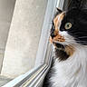 cat, calico, close_up, window, looking_out, fluffy_fur, whiskers, pet, animal, indoor, side_profile, curious, domestic_cat, feline, soft_light, reflection, quiet, peaceful, portrait, nature_observing