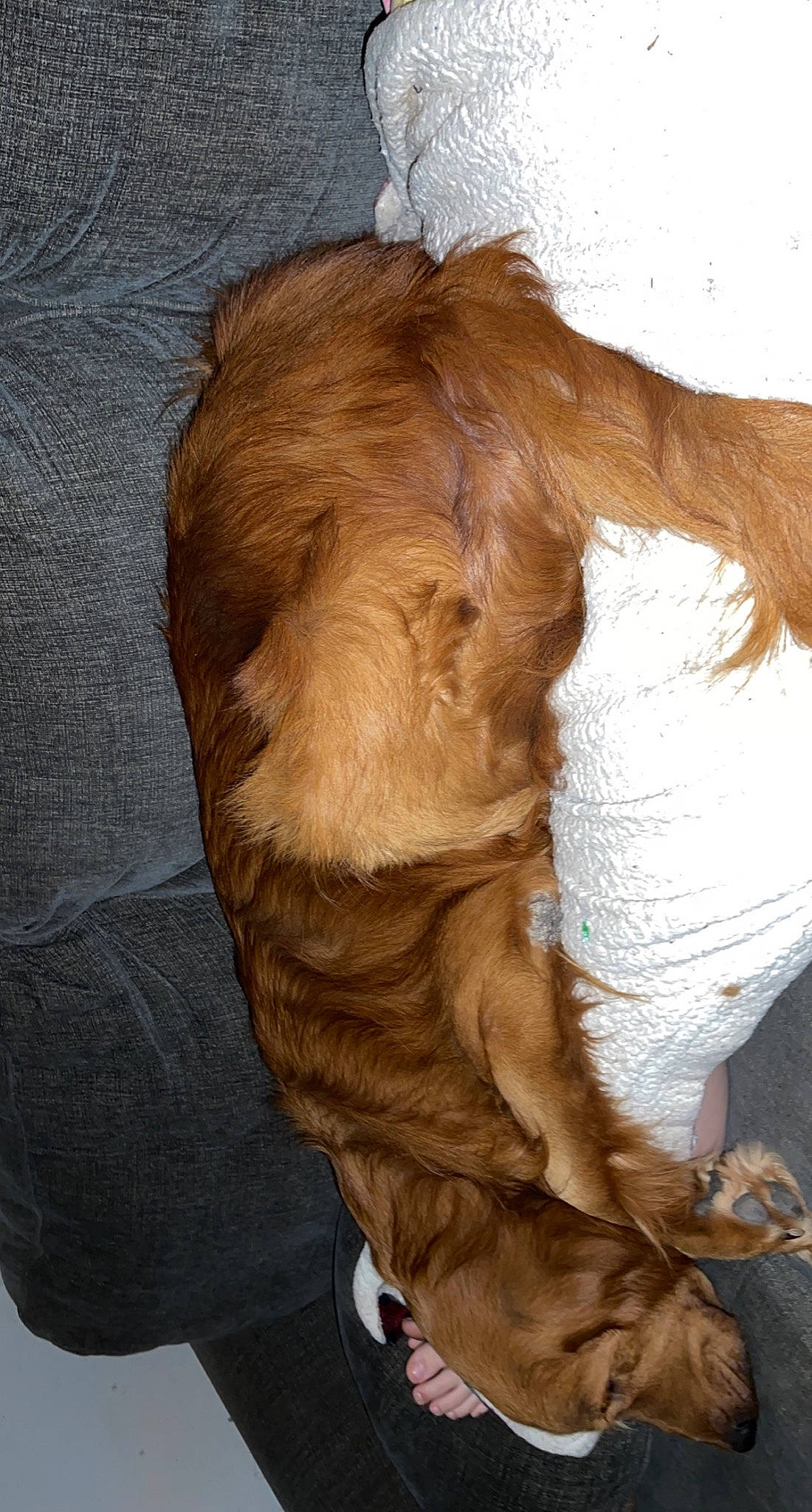 Boe is registered to the contest to win money with this photo: canidae, carnivore, comfort, companion_dog, dog, dog_breed, eye, fawn, foot, fur, human_leg, liver, snout, sporting_group, tail, tree, whiskers, wood, working_animal, wrinkle