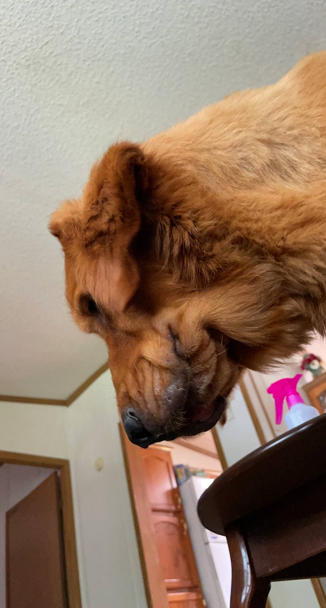 Boe is registered to the contest to win money with this photo: arabian_camel, bactrian_camel, camel, camelid, canidae, carnivore, chair, companion_dog, dog, dog_breed, eye, fawn, fur, liver, snout, sporting_group, terrestrial_animal, wood, working_animal, wrinkle