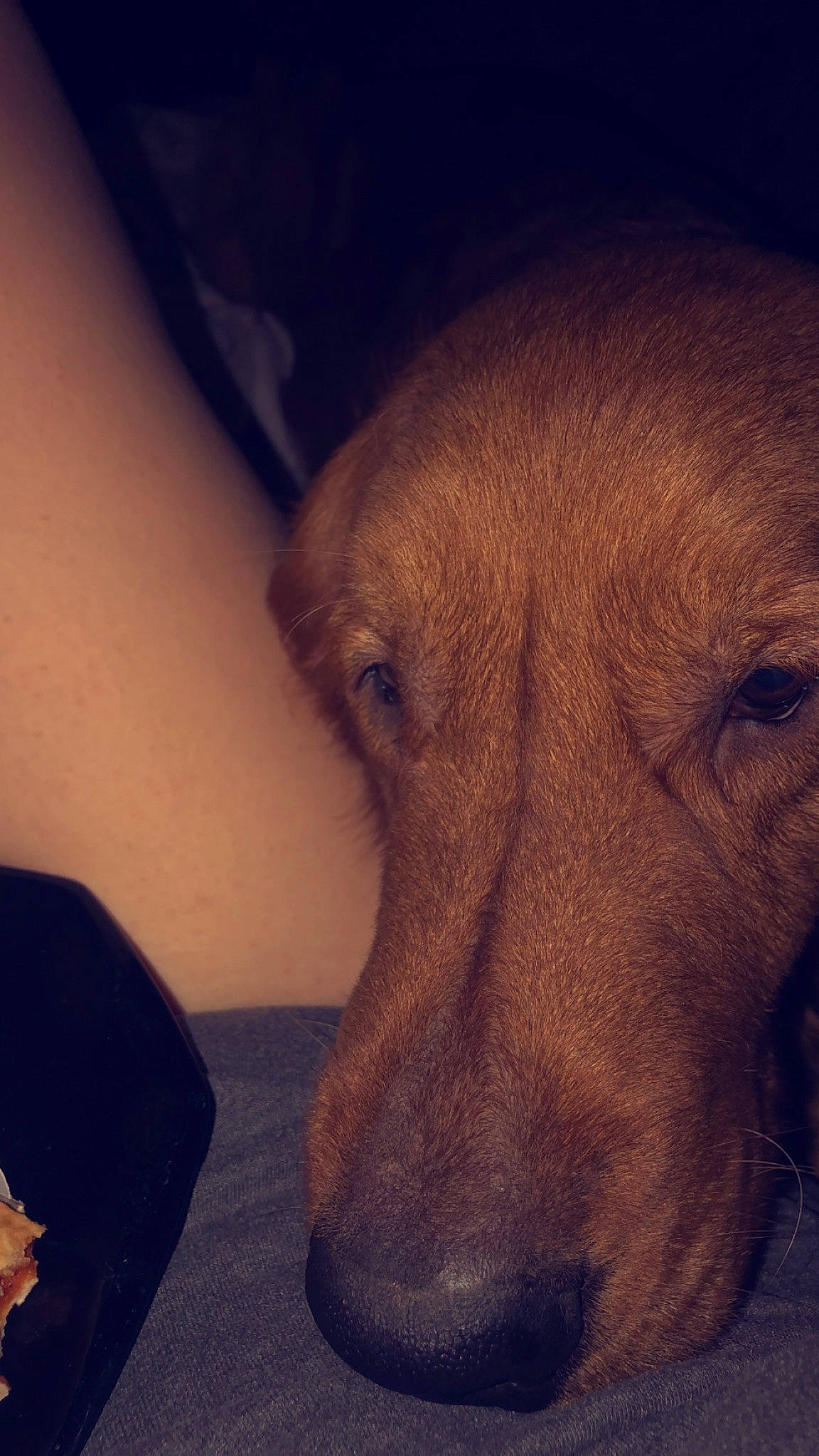 Boe is registered to the contest to win money with this photo: carnivore, cloud, comfort, companion_dog, dog, dog_breed, fawn, fur, liver, meteorological_phenomenon, paw, pointing_breed, snout, sporting_group, terrestrial_animal, tints_and_shades, whiskers, wood, working_animal, wrinkle