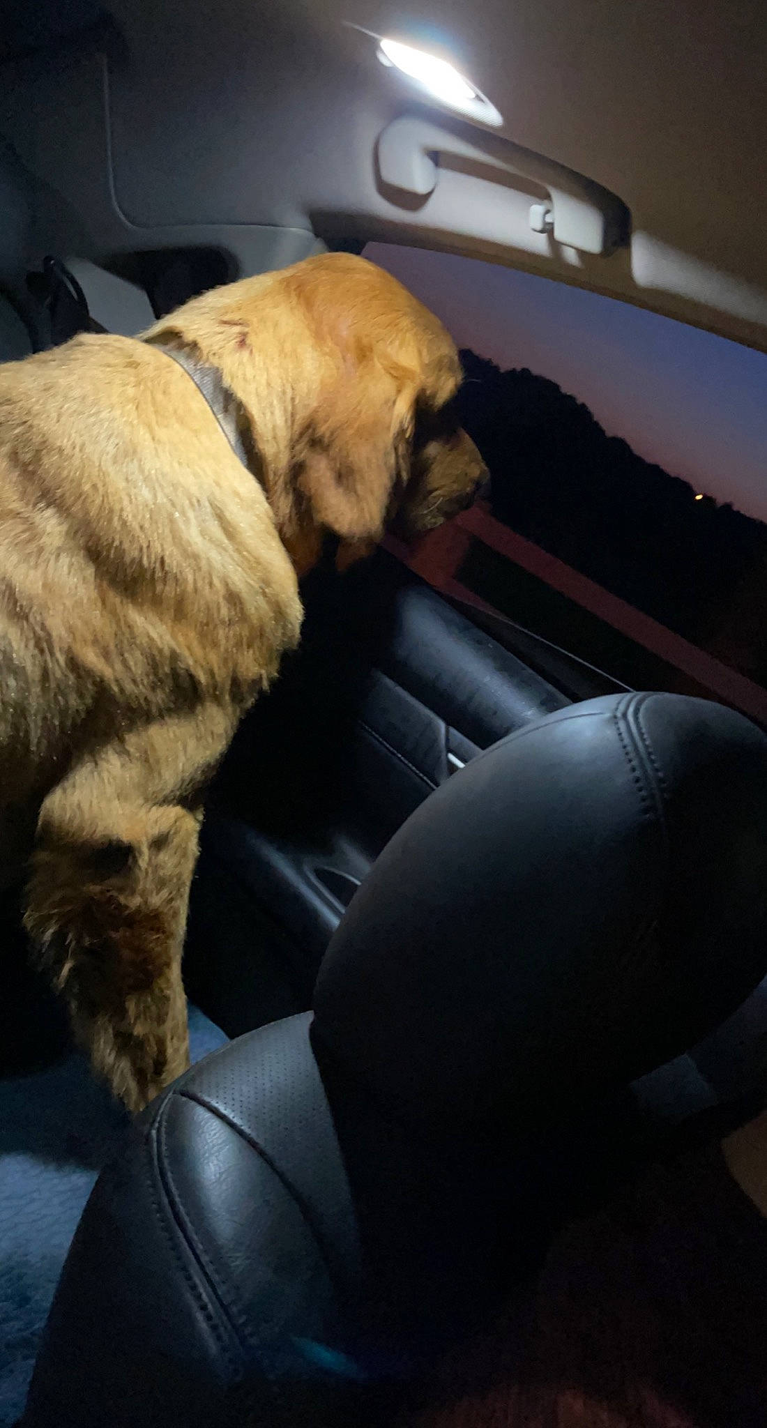 Boe joined the competition — help win amazing prizes! auto_part, automotive_design, automotive_lighting, car_seat, car_seat_cover, carnivore, comfort, companion_dog, dog, dog_breed, family_car, fur, head_restraint, hood, personal_luxury_car, steering_wheel, tints_and_shades, vehicle, vehicle_door, windshield