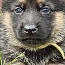 Baïko participe au concours pour gagner de l'argent avec cette photo : puppy, german_shepherd, dog, grass, close_up, cute, fur, animal, pet, outdoor, young, eyes, nose, ears, fluffy, nature, portrait, adorable, mammal, canine