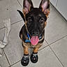 Baïko participe au concours pour gagner de l'argent avec cette photo : adorable, animal, black_and_tan, canine, collar, cute, dog, ears_up, german_shepherd, indoor, looking_up, pet, pet_accessory, playful, puppy, shoes, small_shoes, tile_floor, tongue_out, young_dog