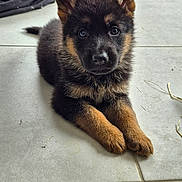 Baïko a rejoint le concours — aidez-le/la à gagner de superbes lots ! puppy, german_shepherd, dog, indoor, floor, tile, pet, animal, cute, young, lying_down, ears, brown, black, fur, looking, household, container, mop, bag