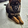 puppy, german_shepherd, dog, indoor, floor, tile, pet, animal, cute, young, lying_down, ears, brown, black, fur, looking, household, container, mop, bag