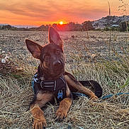 Baïko a rejoint le concours — aidez-le/la à gagner de superbes lots ! animal, black, brown, canine, dog, ears_up, evening, field, grass, harness, landscape, nature, outdoor, peaceful, puppy, relaxing, scenic, sky, sun, sunset
