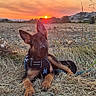 animal, black, brown, canine, dog, ears_up, evening, field, grass, harness, landscape, nature, outdoor, peaceful, puppy, relaxing, scenic, sky, sun, sunset