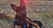 Baïko participe au concours pour gagner de l'argent avec cette photo : animal, canine, curious, dog, earth, evening, field, german_shepherd, grass, harness, landscape, nature, outdoor, pet, puppy, rural, sky, sun, sunset, young