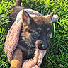 animal, blanket, chewing, cute, daylight, dog, ears, fur, grass, green, happy, nature, outdoor, pet, playful, puppy, soft, sunlight, texture, young