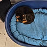Baïko participe au concours pour gagner de l'argent avec cette photo : animal, black_brown_fur, blue_cushion, cozy, curled_up, cute, dog_bed, floor_tile, footwear, home, indoor, pet, plush_toy, puppy, quiet, resting, sleeping, slippers, small_dog, stuffed_animal