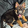 Baïko participe au concours pour gagner de l'argent avec cette photo : animal, black, blanket, brown, car, car_seat, cozy, cute, dog, fur, german_shepherd, indoors, pet, playful, plush_toy, puppy, seat_cover, tongue_out, transport, young