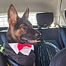Baïko a rejoint le concours — aidez-le/la à gagner de superbes lots ! backseat, black_and_tan, bow_tie, car_interior, cute, dog, domestic_animal, ears_up, german_shepherd, happy, headrest, leather_seat, pet, pet_accessory, puppy, seat_cover, sitting, tuxedo, vehicle, window