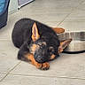 animal, cozy, cute, dog, dog_bed, domestic_animal, ears, floor, fur, german_shepherd, indoor, pet, puppy, relaxation, resting, sleeping, tile_floor, toy, water_bowl, young_dog