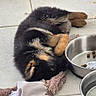 Baïko participe au concours pour gagner de l'argent avec cette photo : puppy, dog, sleeping, toy, rope_toy, metal_bowl, food_bowl, tile_floor, black_fur, brown_fur, pet, resting, young_dog, indoor, cute, animal, companion, domestic_animal, fur, peaceful