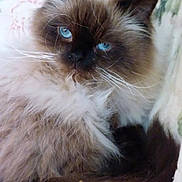 Snowball joined the competition — help win amazing prizes! cat, himalayan_cat, blue_eyes, fluffy_fur, pet, animal, indoor, close_up, whiskers, relaxed, cute, feline, portrait, soft_texture, domestic_cat, long_hair, resting, mammal, face, tail