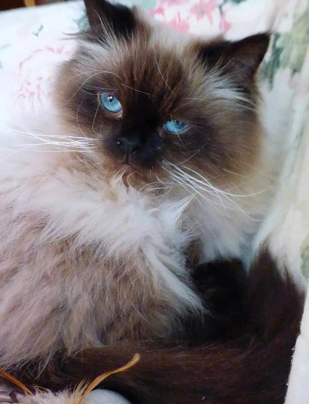 Snowball joined the competition — help win amazing prizes! cat, himalayan_cat, blue_eyes, fluffy_fur, pet, animal, indoor, close_up, whiskers, relaxed, cute, feline, portrait, soft_texture, domestic_cat, long_hair, resting, mammal, face, tail