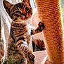 kitten, cat, scratching_post, rope, sunlight, window, indoor, pet, animal, feline, curious, fur, whiskers, paw, playful, closeup, young, domestic, tabby, claw