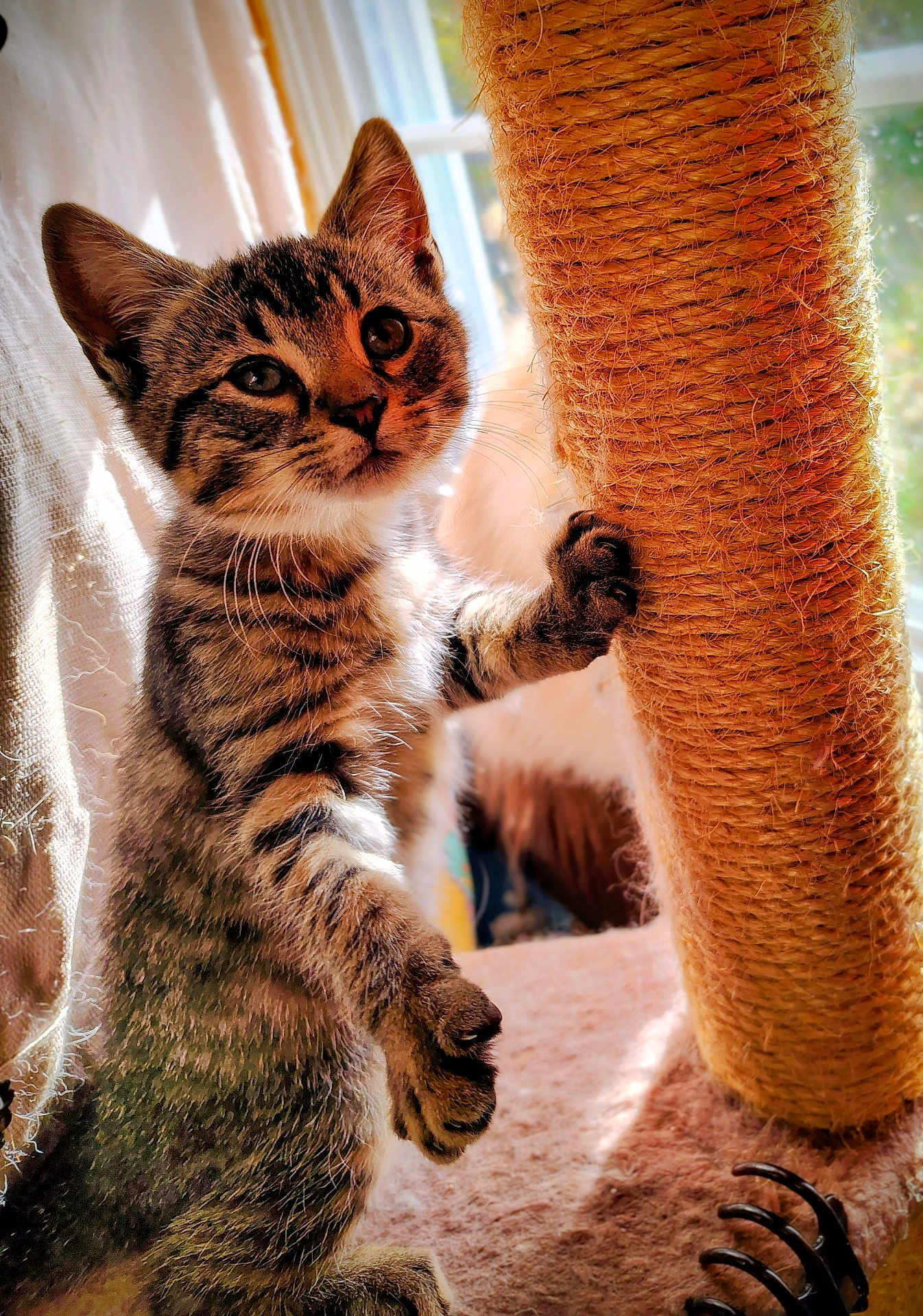 Mrs Doubtfire is registered to the contest to win money with this photo: kitten, cat, scratching_post, rope, sunlight, window, indoor, pet, animal, feline, curious, fur, whiskers, paw, playful, closeup, young, domestic, tabby, claw