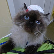 Furnace joined the competition — help win amazing prizes! animal, blue_eyes, cat, closeup, curious, cute, decor, domestic_animal, door, face, feline, fluffy, furniture, green_bag, hat, indoor, mammal, pet, whiskers, yellow_wall