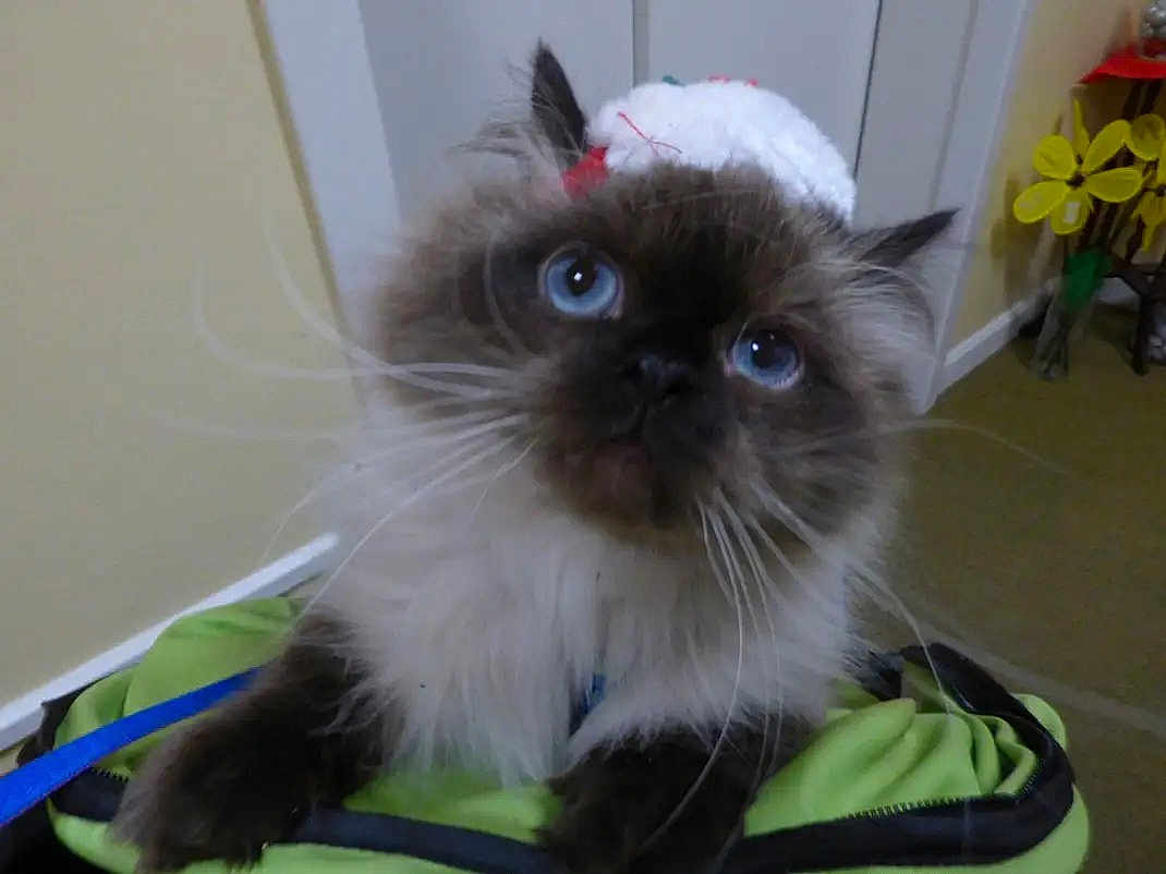 Furnace joined the competition — help win amazing prizes! animal, blue_eyes, cat, closeup, curious, cute, decor, domestic_animal, door, face, feline, fluffy, furniture, green_bag, hat, indoor, mammal, pet, whiskers, yellow_wall