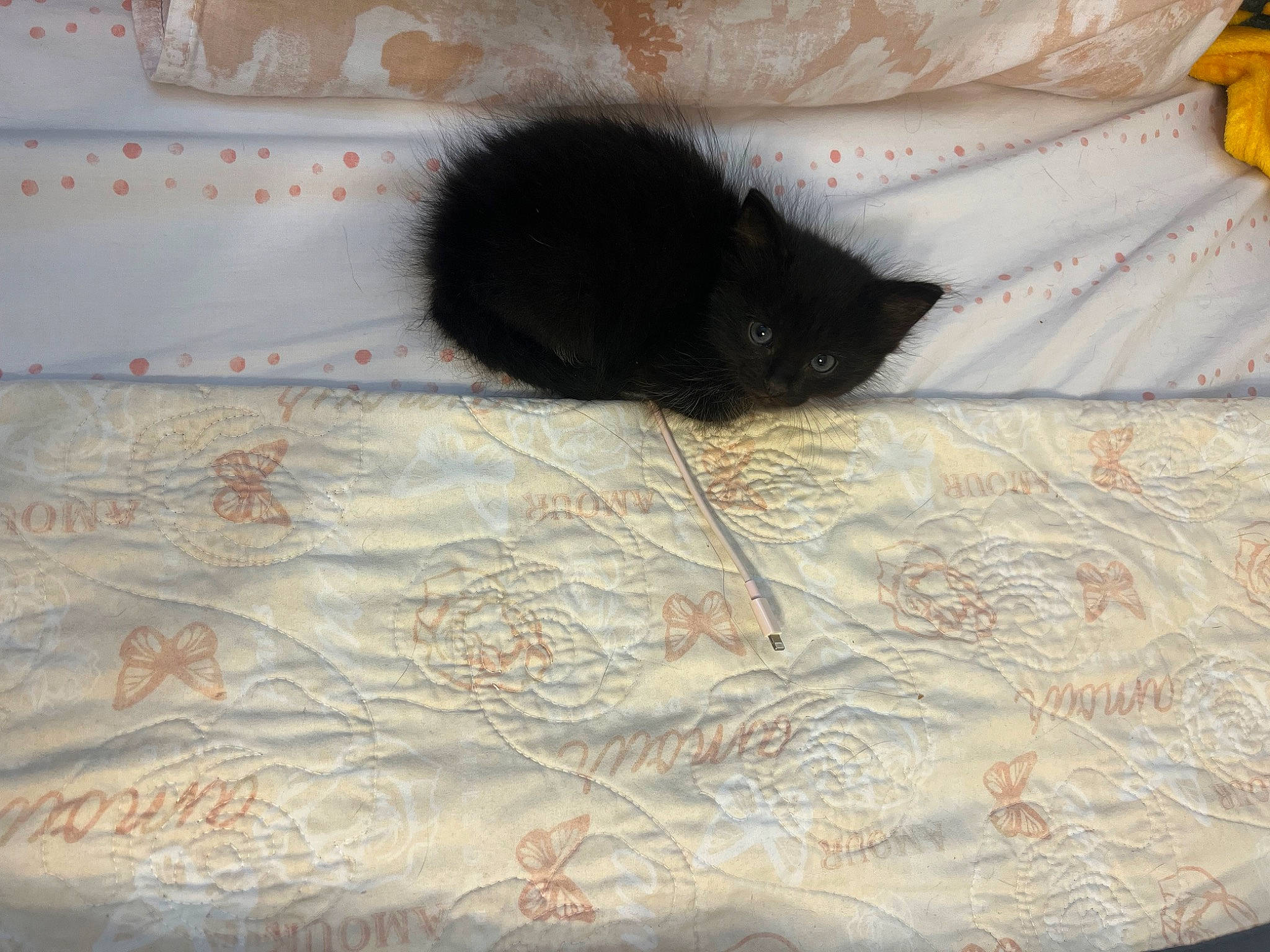 Butter joined the competition — help win amazing prizes! bed_sheet, bedding, black_cat, bombay, carnivore, cat, comfort, domestic_short_haired_cat, felidae, flooring, fur, linens, pattern, room, small_to_medium_sized_cats, tail, textile, tints_and_shades, whiskers, wood