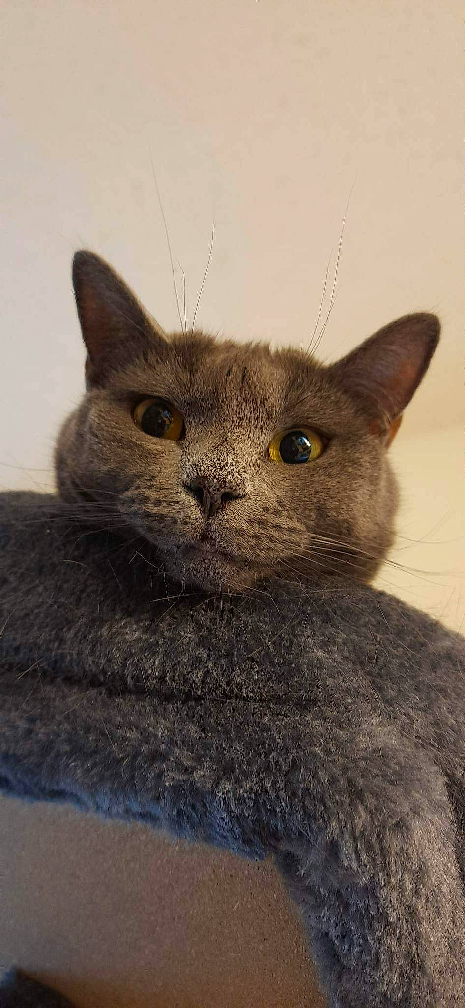 Stella is registered to the contest to win money with this photo: carnivore, cat, domestic_short_haired_cat, ear, felidae, fur, grey, iris, russian_blue, small_to_medium_sized_cats, snout, terrestrial_animal, whiskers