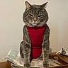 animal, cat, cozy, cute, domestic_cat, ears, feline, fur, gray_tabby, household, indoor, looking_forward, paper, paws, pet_clothing, red_outfit, sitting, table, whiskers, wooden_tray